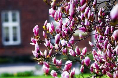 Wawelskie magnolie, najbardziej spektakularny zwiastun wiosny - zdjęcie 16