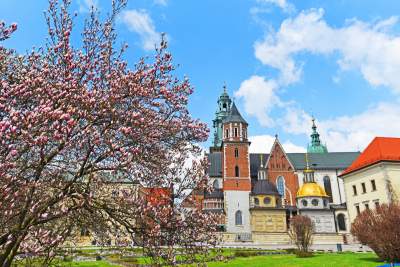 Wawelskie magnolie, najbardziej spektakularny zwiastun wiosny - zdjęcie 14