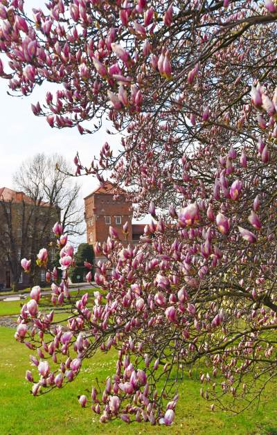 Wawelskie magnolie, najbardziej spektakularny zwiastun wiosny - zdjęcie 13
