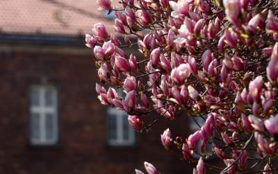 Wawelskie magnolie, najbardziej spektakularny zwiastun wiosny - zdjęcie 6