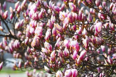 Wawelskie magnolie, najbardziej spektakularny zwiastun wiosny - zdjęcie 2