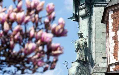 Wawelskie magnolie, najbardziej spektakularny zwiastun wiosny - zdjęcie 9