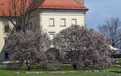 Wawelskie magnolie, najbardziej spektakularny zwiastun wiosny - zdjęcie 18