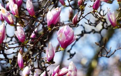 Wawelskie magnolie, najbardziej spektakularny zwiastun wiosny - zdjęcie 10