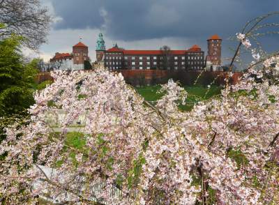 Japońskie wiśnie z tysiącami kwiatów... - zdjęcie 7