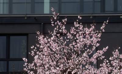 Japońskie wiśnie z tysiącami kwiatów... - zdjęcie 2