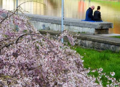 Japońskie wiśnie z tysiącami kwiatów... - zdjęcie 3
