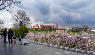 Japońskie wiśnie z tysiącami kwiatów... - zdjęcie 8