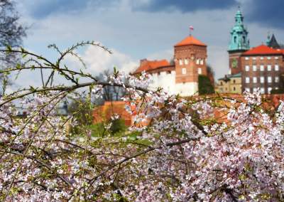 Japońskie wiśnie z tysiącami kwiatów... - zdjęcie 6