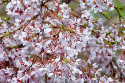 Japońskie wiśnie z tysiącami kwiatów... - zdjęcie 5