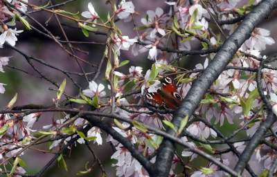 Japońskie wiśnie z tysiącami kwiatów... - zdjęcie 9