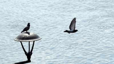 Japońskie wiśnie z tysiącami kwiatów... - zdjęcie 15