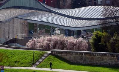 Japońskie wiśnie z tysiącami kwiatów... - zdjęcie 13