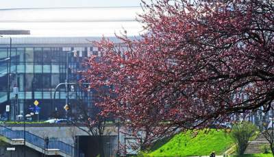 Japońskie wiśnie z tysiącami kwiatów... - zdjęcie 14