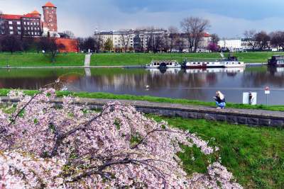 Japońskie wiśnie z tysiącami kwiatów... - zdjęcie 11