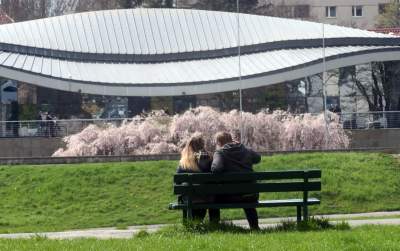 Japońskie wiśnie z tysiącami kwiatów... - zdjęcie 12