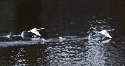 Japońskie wiśnie z tysiącami kwiatów... - zdjęcie 16