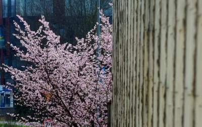 Japońskie wiśnie z tysiącami kwiatów... - zdjęcie 10