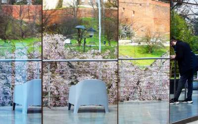 Japońskie wiśnie z tysiącami kwiatów... - zdjęcie 4