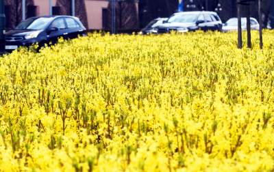 „Żółte morze" w Alejach Trzech Wieszczów - zdjęcie 1