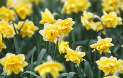 „Żółte morze" w Alejach Trzech Wieszczów - zdjęcie 7