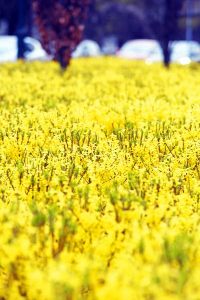 „Żółte morze" w Alejach Trzech Wieszczów - zdjęcie 2