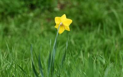 „Żółte morze" w Alejach Trzech Wieszczów - zdjęcie 8