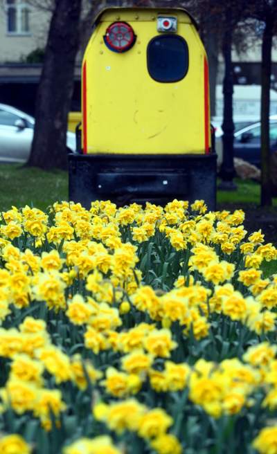 „Żółte morze" w Alejach Trzech Wieszczów - zdjęcie 6