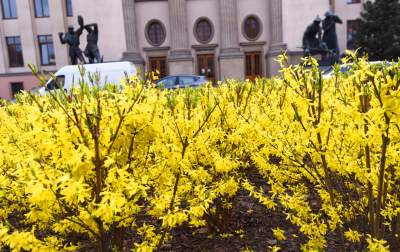 „Żółte morze" w Alejach Trzech Wieszczów - zdjęcie 5