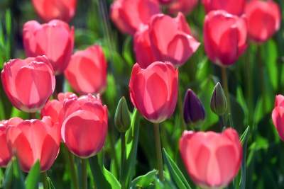 Tak zmienia się Plac Biskupi... - zdjęcie 21