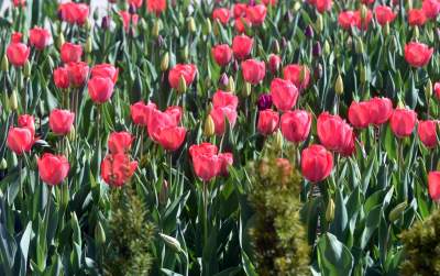 Tak zmienia się Plac Biskupi... - zdjęcie 15