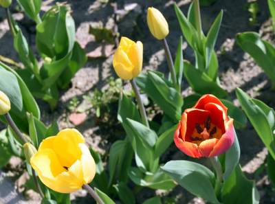 Tak zmienia się Plac Biskupi... - zdjęcie 24