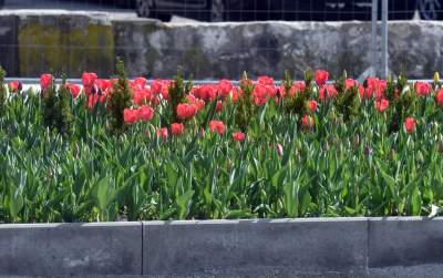 Tak zmienia się Plac Biskupi... - zdjęcie 22