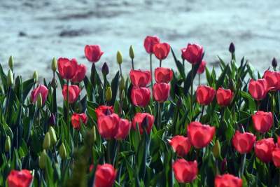 Tak zmienia się Plac Biskupi... - zdjęcie 16