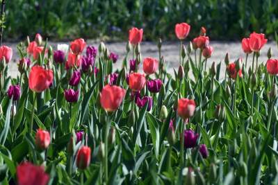 Tak zmienia się Plac Biskupi... - zdjęcie 28