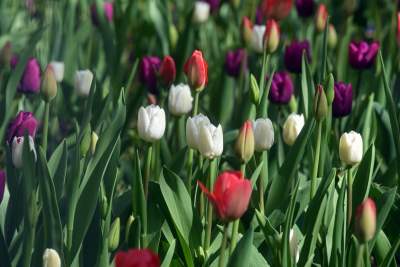 Tak zmienia się Plac Biskupi... - zdjęcie 7