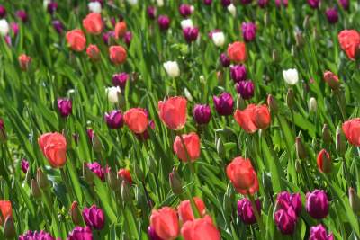 Tak zmienia się Plac Biskupi... - zdjęcie 2