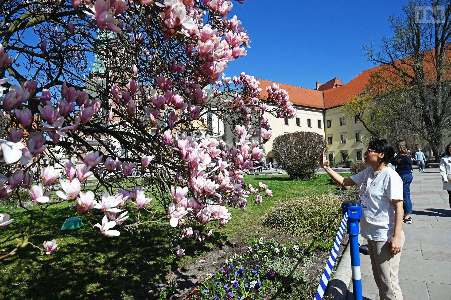 Najchętniej fotografowane magnolie w Krakowie. Skąd pochodzi ten gatunek?