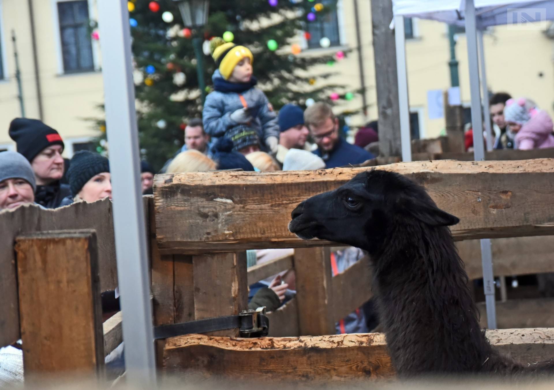 W ZOO zamiast na Franciszkańskiej. Żywa Szopka 2020
