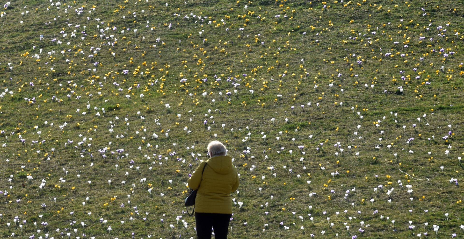 Krokusy na wirusy. Świat jest piękny, na przekór złym wiadomościom
