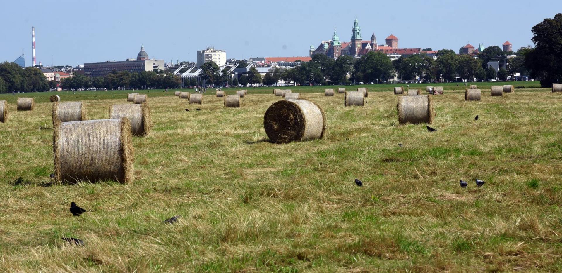 Taka sytuacja na Błoniach: ostatnie sianokosy