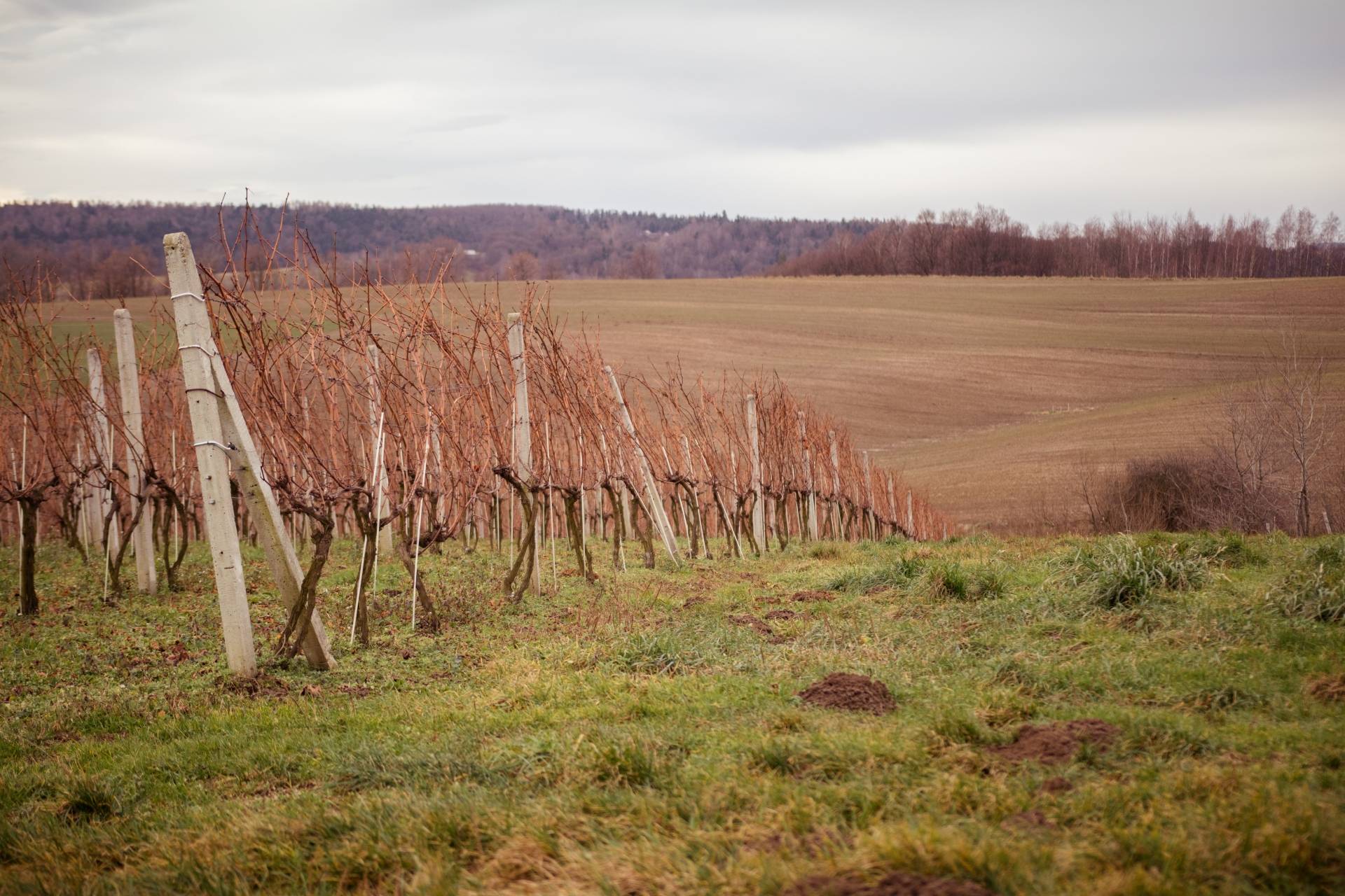 Uniwersytecka winnica. Wyjątkowe miejsce