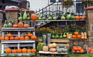 Królestwo dyni pod Krakowem: tylko jesienią takie widoki