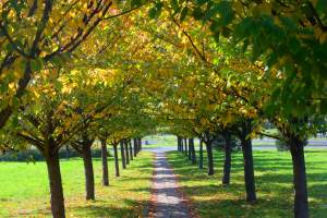 Wiśniowa aleja w Bronowicach jesienią też ma swój urok...