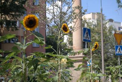 Ogrodnicza Krowodrza: przywracają w mieście wiejski krajobraz