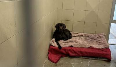 Jaki los czeka psy przygarnięte w ramach akcji "Mrozy"? Są dobre wiadomości