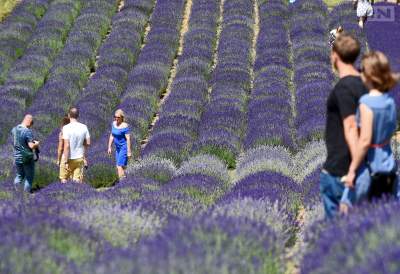 Lawendowy raj zakwitnie w tym roku później niż zwykle