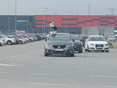 Bocian - rozrabiaka: zamiast odlecieć do ciepłych krajów niszczył samochody