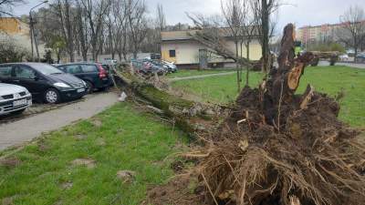 Co się wydarzyło na osiedlu Kazimierzowskim? Runęły dwa duże drzewa