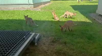 Lisy opanowały plac zabaw przy przedszkolu. Nie można ich usunąć